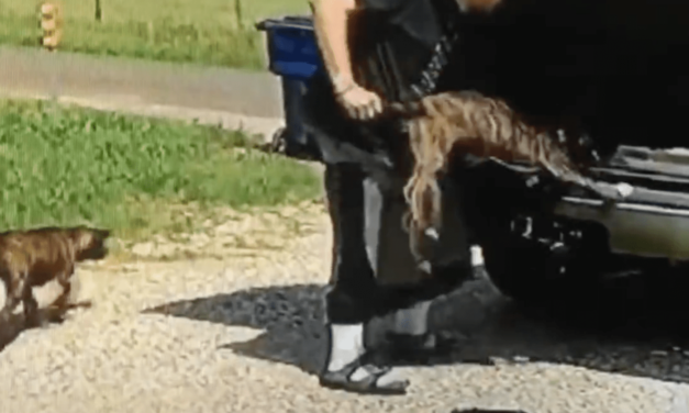 Man Caught On Video Dumping Puppies Onto The Side Of The Road