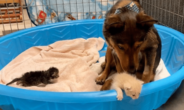 Rescue Dog Adopts Three Kittens After Losing Her Puppies