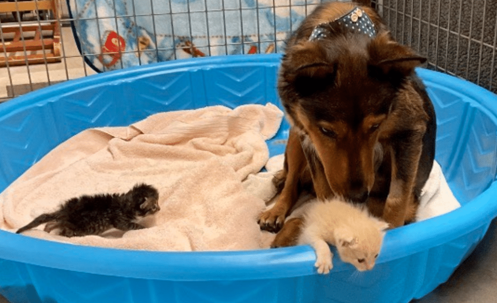 Rescue Dog Adopts Three Kittens After Losing Her Puppies