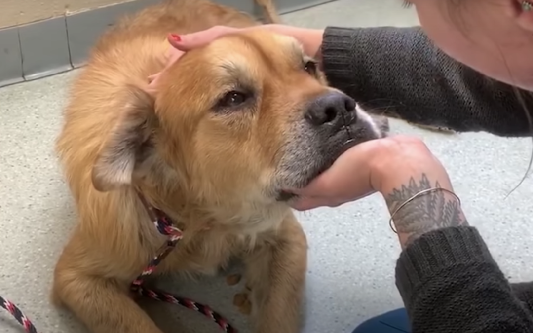 Old Dog In City Shelter Puts Paw On Woman, Tells Her It’s Time To Let Him Go