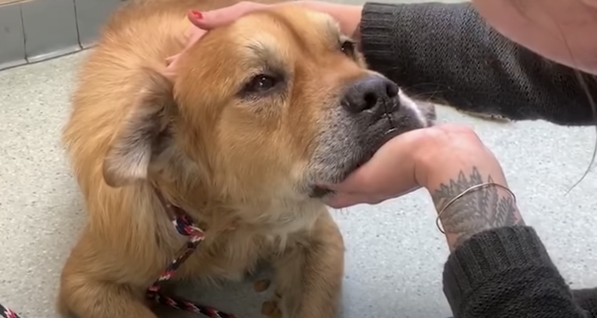 Old Dog In City Shelter Puts Paw On Woman, Tells Her It’s Time To Let Him Go