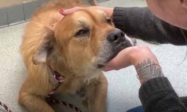 Old Dog In City Shelter Puts Paw On Woman, Tells Her It’s Time To Let Him Go