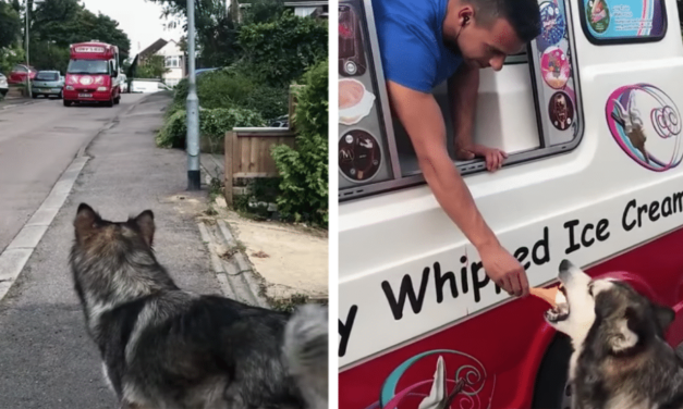 Dog Waits For The Ice Cream Truck To Receive A Treat Every Day