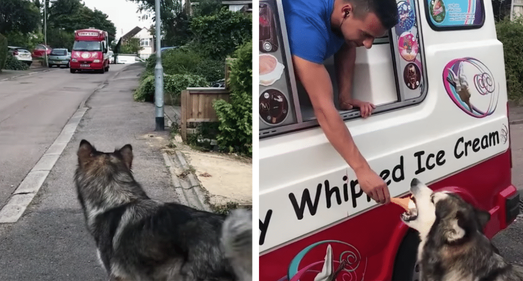 Dog Waits For The Ice Cream Truck To Receive A Treat Every Day