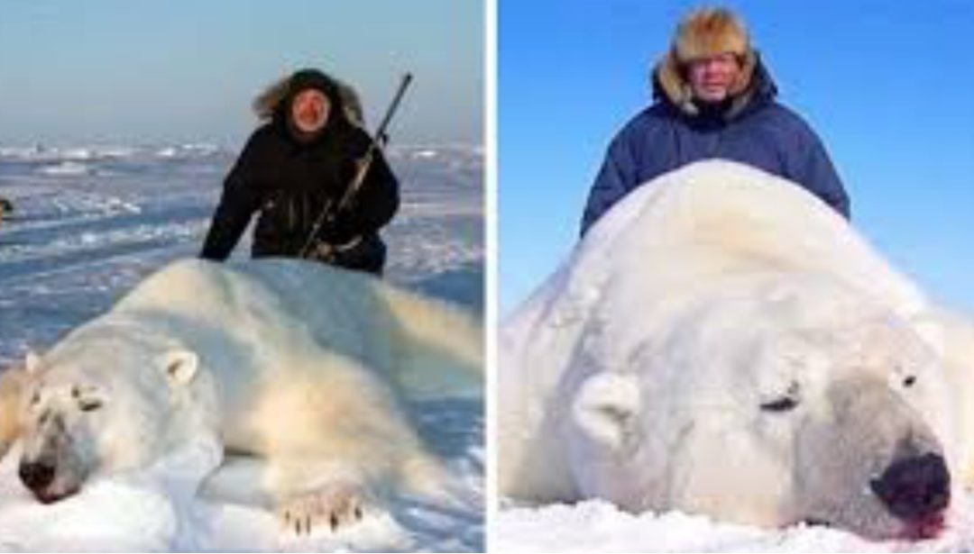 Trophy Hunters Pose With Dead Polar Bears As Companies Offer Hunting Trips for $44,000