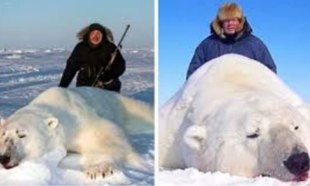 Trophy Hunters Pose With Dead Polar Bears As Companies Offer Hunting Trips for $44,000