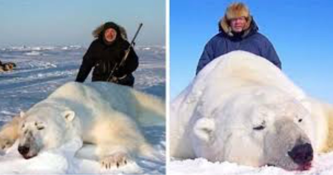 Trophy Hunters Pose With Dead Polar Bears As Companies Offer Hunting Trips for $44,000