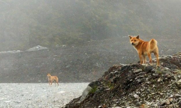 Rare Singing Dog Species Which Was Thought To Be Extinct for 50 Years, Continues To Live On in the Wild