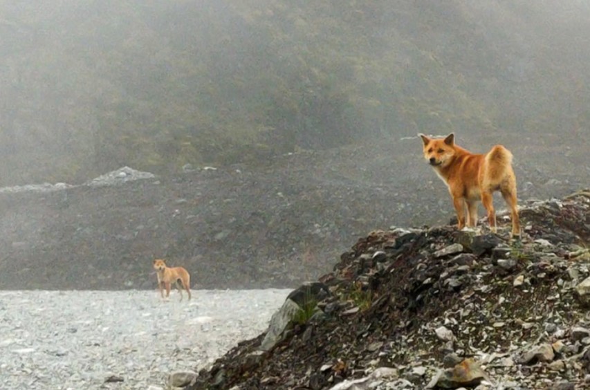 Rare Singing Dog Species Which Was Thought To Be Extinct for 50 Years, Continues To Live On in the Wild