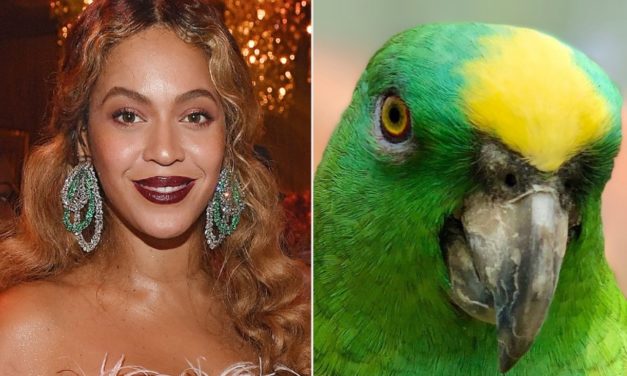 Parrot Stuns Wildlife Park Visitors While Singing Beyoncé’s ‘If I Were a Boy’