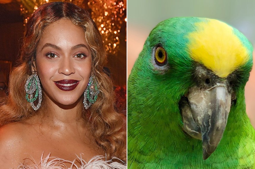 Parrot Stuns Wildlife Park Visitors While Singing Beyoncé’s ‘If I Were a Boy’