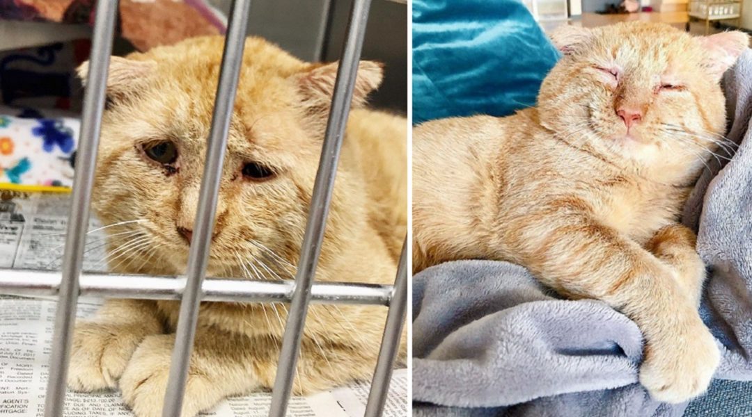 The Sad Cat Bruce Willis Is Finally Living His Best Life