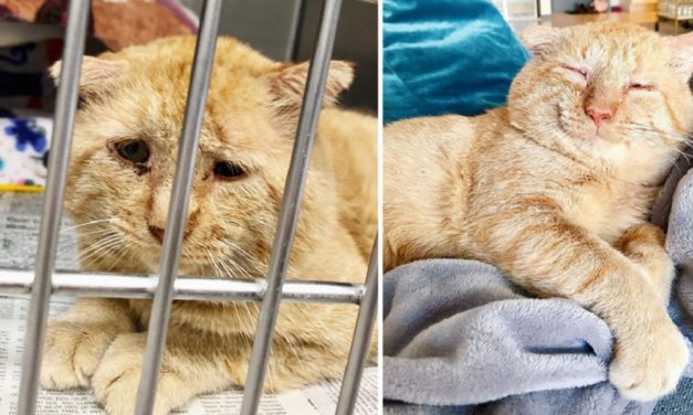 The Sad Cat Bruce Willis Is Finally Living His Best Life