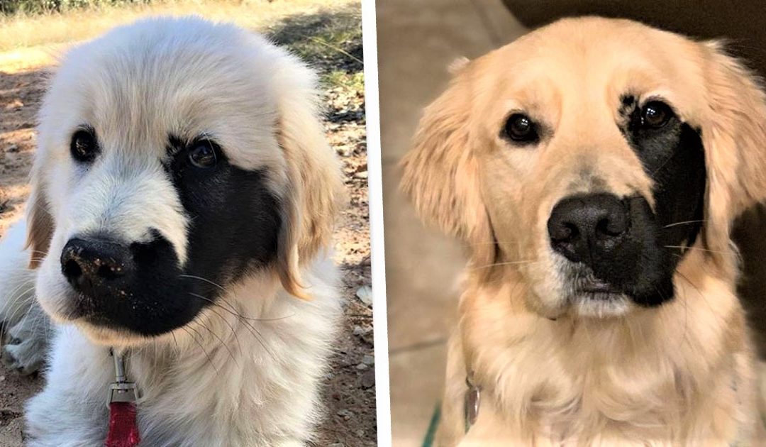 Dog Born With Rare Mutation Has Adorable Black Patch On His Face