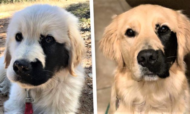 Dog Born With Rare Mutation Has Adorable Black Patch On His Face