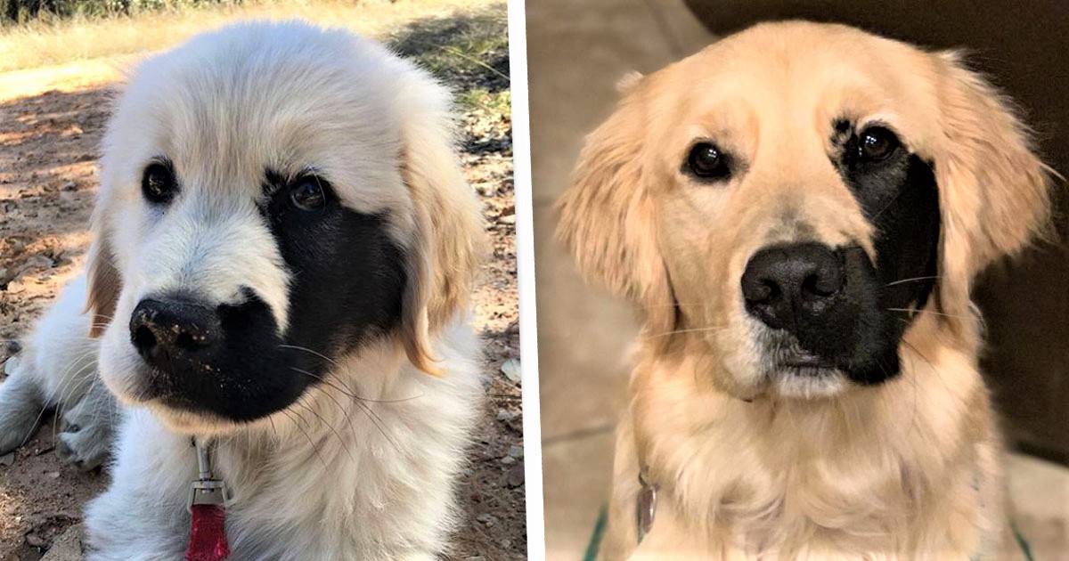 Dog Born With Rare Mutation Has Adorable Black Patch On His Face