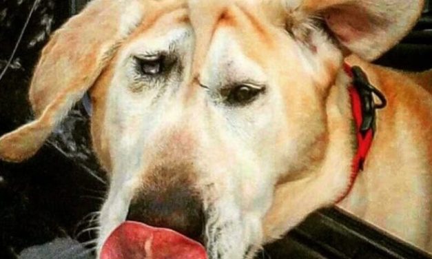 Dog With Facial Deformity Was Given Up On Time And One Woman Noticed All His Beauty