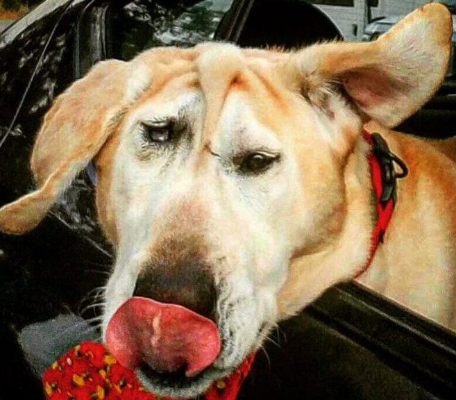 Dog With Facial Deformity Was Given Up On Time And One Woman Noticed All His Beauty