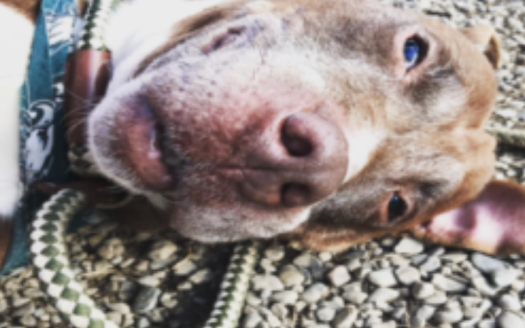 Senior Dog Adopted And Then Abandoned Just 48 Hours Later