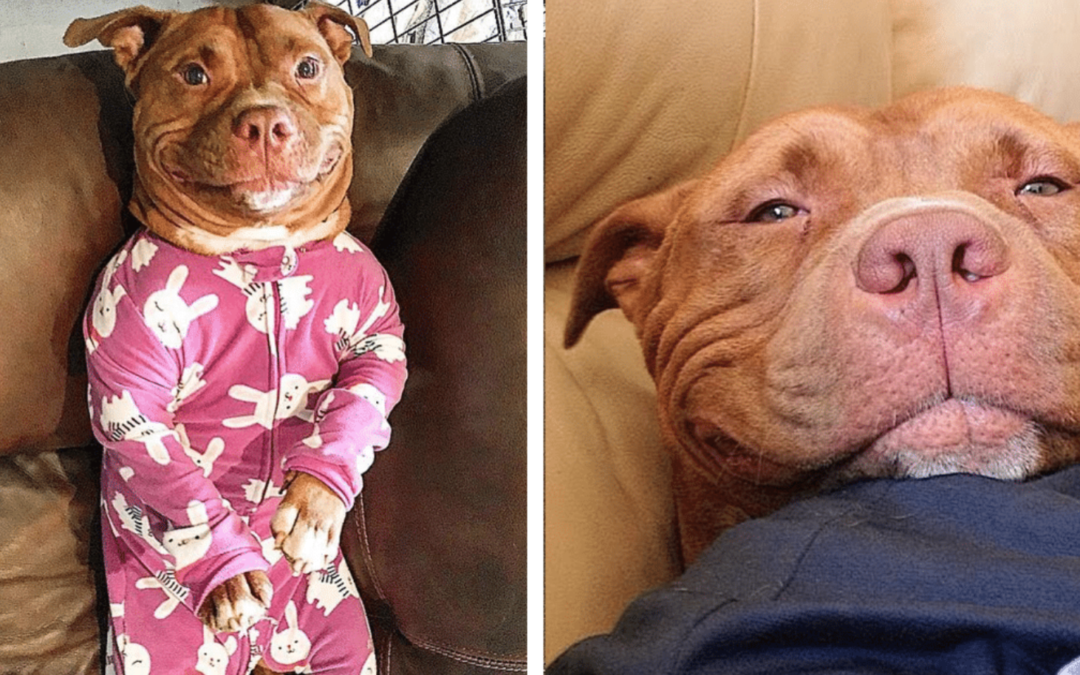 Dog Can’t Stop Smiling After Getting Adopted