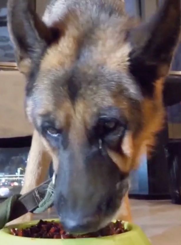 Dog Cries After Being Forced To Eat A Spicy Food As A Part ...