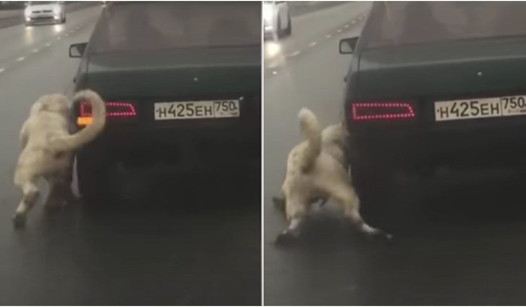 A Dog Collapses After His Owner Dragged Him Down Highway
