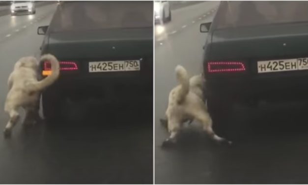 A Dog Collapses After His Owner Dragged Him Down Highway