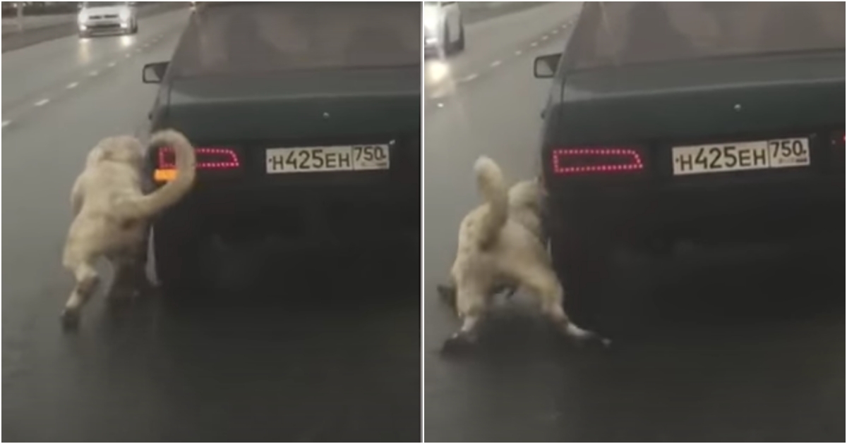 A Dog Collapses After His Owner Dragged Him Down Highway