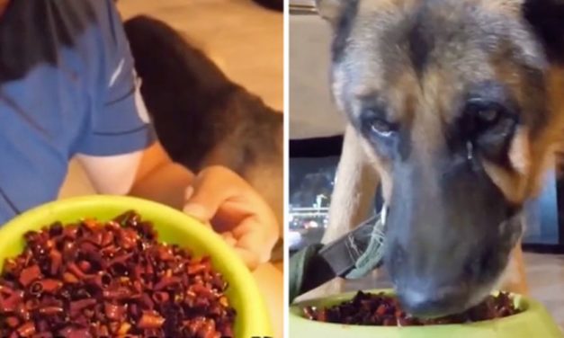 Dog Cries After Being Forced To Eat A Spicy Food As A Part Of An Internet Trend