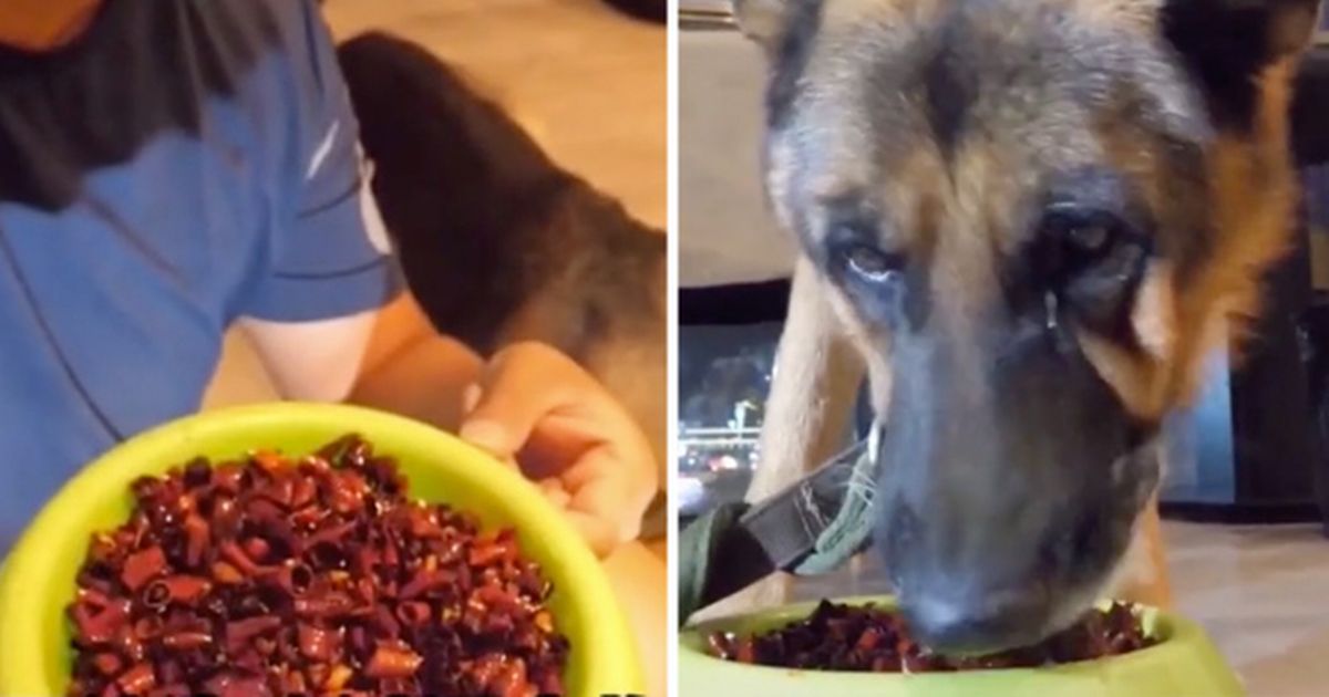 Dog Cries After Being Forced To Eat A Spicy Food As A Part Of An Internet Trend