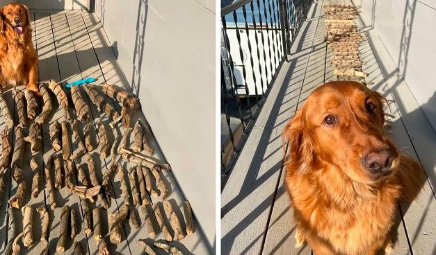 This Dog Shows His Dad How Proud He Is Of His Stick Collection