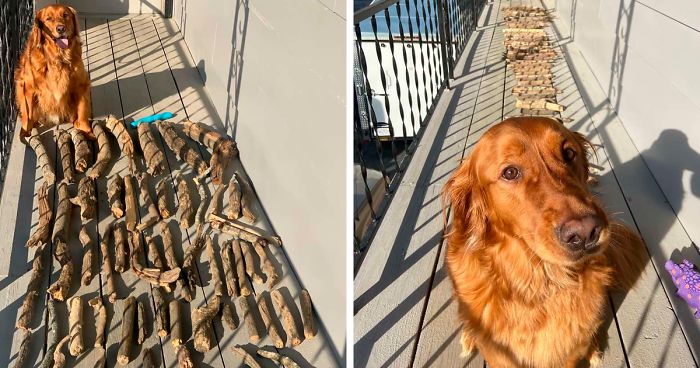 This Dog Shows His Dad How Proud He Is Of His Stick Collection