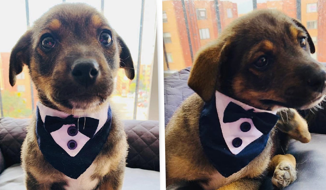 A Puppy Dressed In Tuxedo Waiting For Owners Who Never Came To Pick Him Up