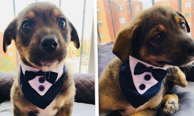 A Puppy Dressed In Tuxedo Waiting For Owners Who Never Came To Pick Him Up