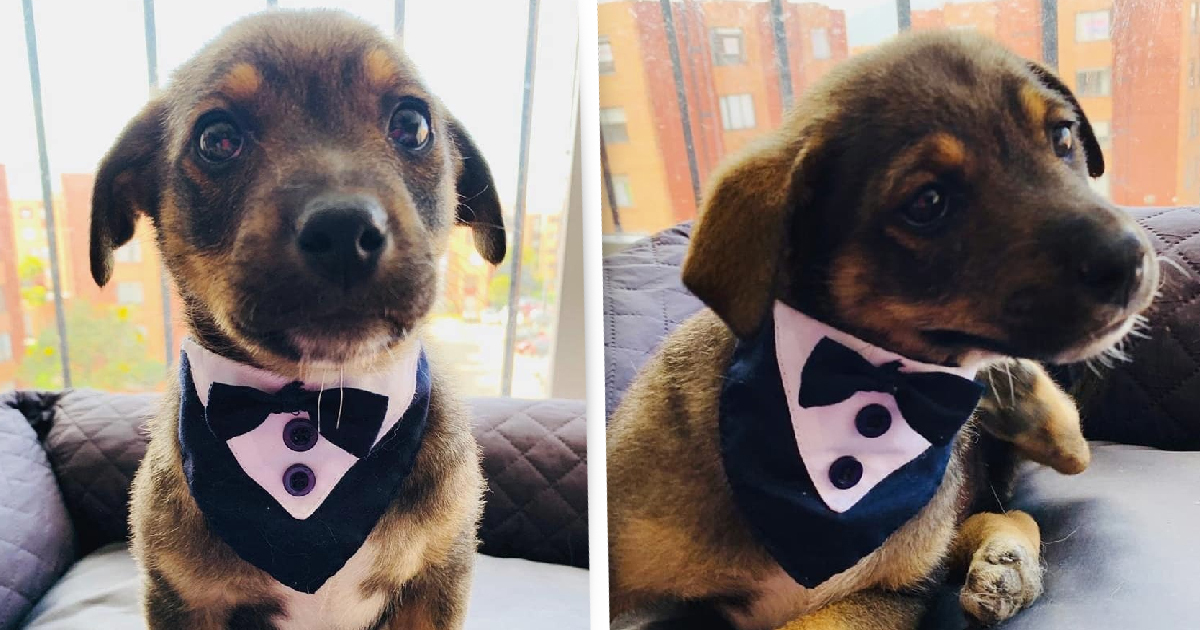 A Puppy Dressed In Tuxedo Waiting For Owners Who Never Came To Pick Him Up