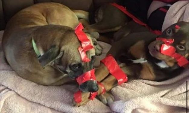 A Man Taped Up His Two Dogs And Bragged About It On Facebook