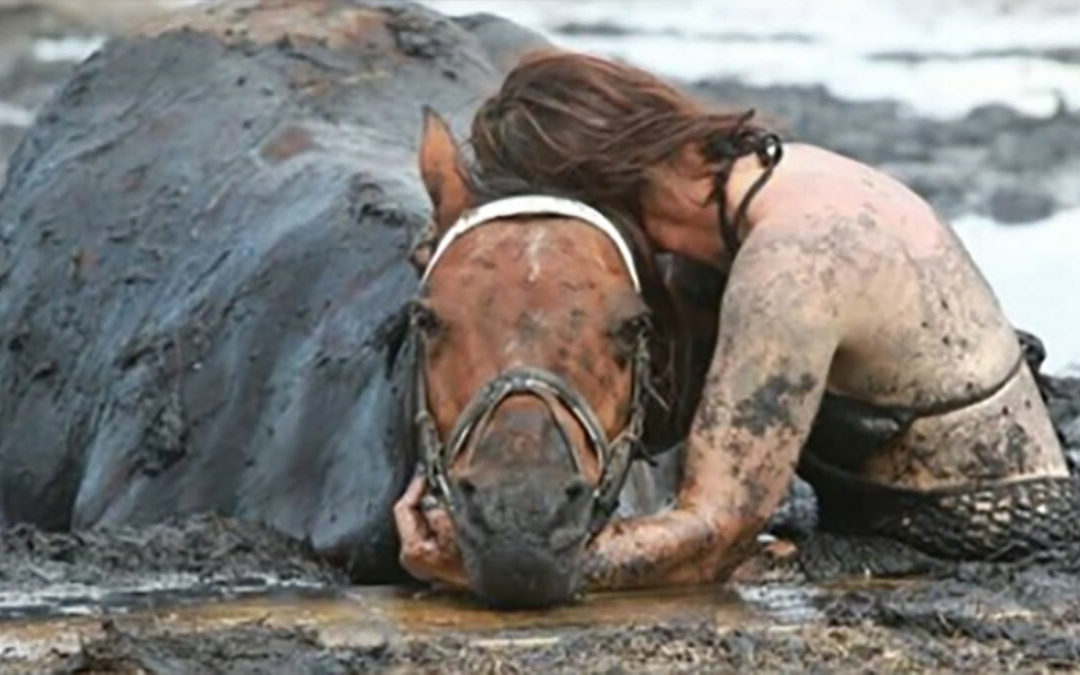 A Horse Gets Stuck In Mud And His Owner Hold On To Him For Three Hours