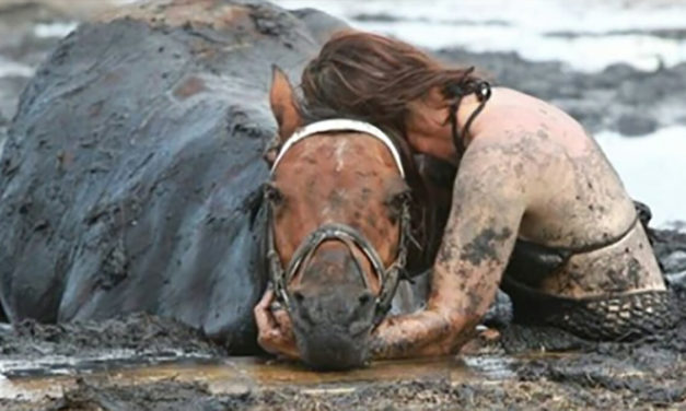 A Horse Gets Stuck In Mud And His Owner Hold On To Him For Three Hours
