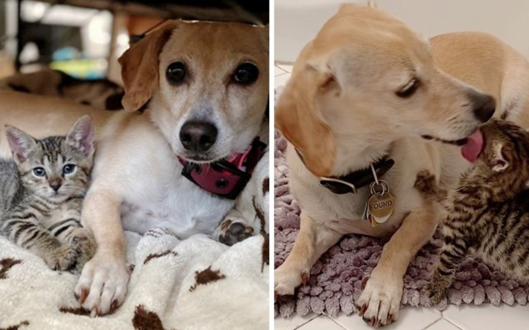 A Dog Takes Kittens In And Takes Cares Of Them as Her Own