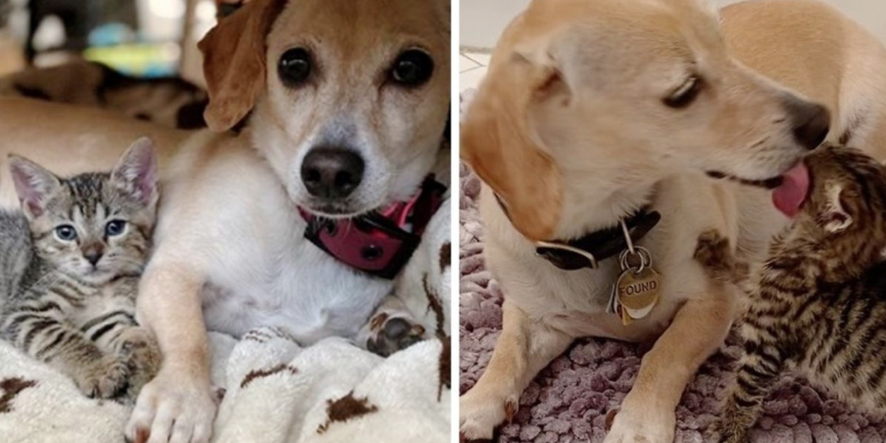 A Dog Takes Kittens In And Takes Cares Of Them as Her Own