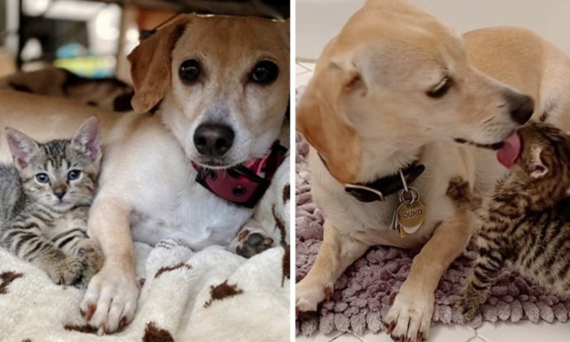 A Dog Takes Kittens In And Takes Cares Of Them as Her Own