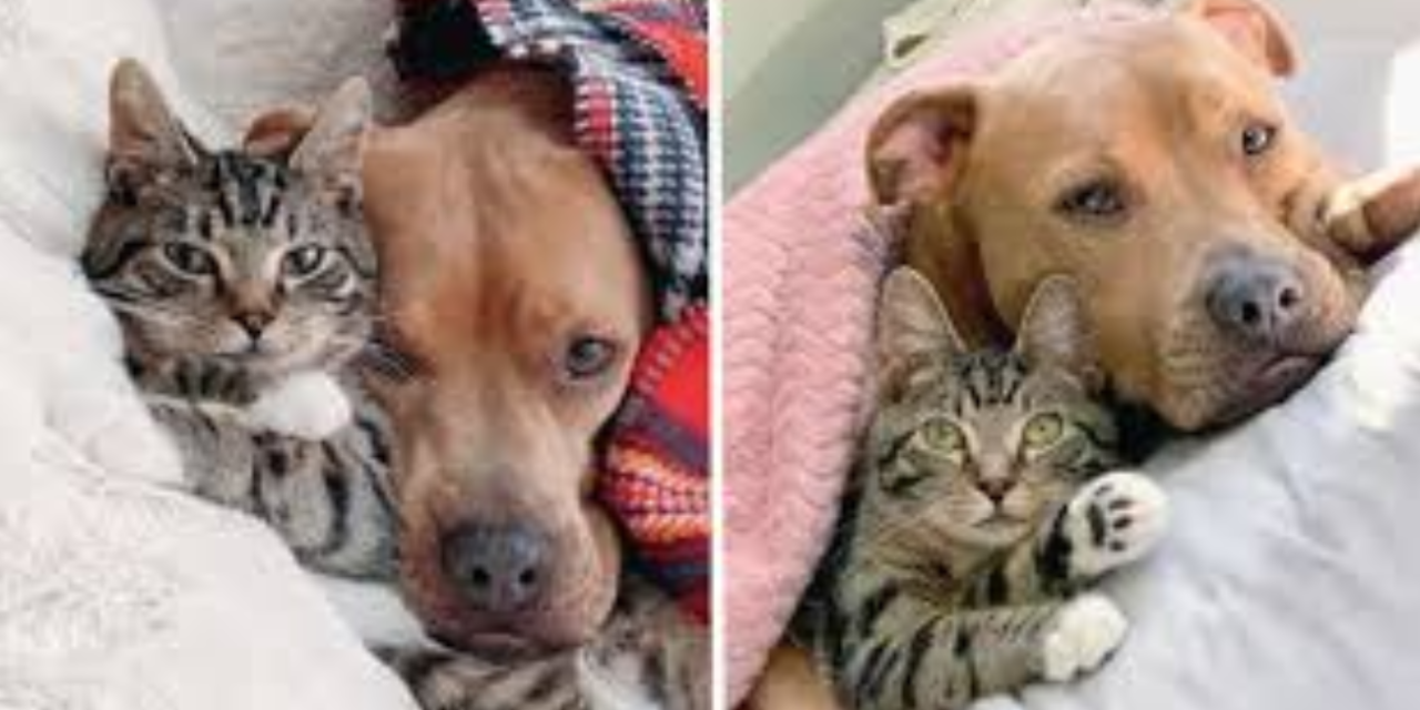 Rescue Pit Bull Falls In Love With A Little Kitten And Their Friendship Is Too Cute To Handle