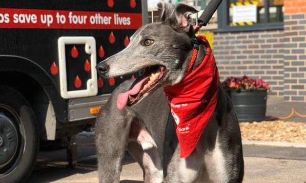 Greyhound Who Has Donated His Rare Blood to Help Save 88 Other Dogs Retires After Six Years