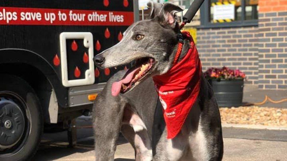 Greyhound Who Has Donated His Rare Blood to Help Save 88 Other Dogs Retires After Six Years