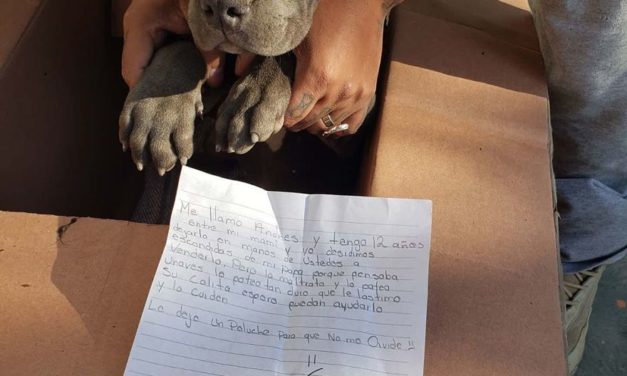 Baby Pit Bull Left Alone With a Heartbreaking Note