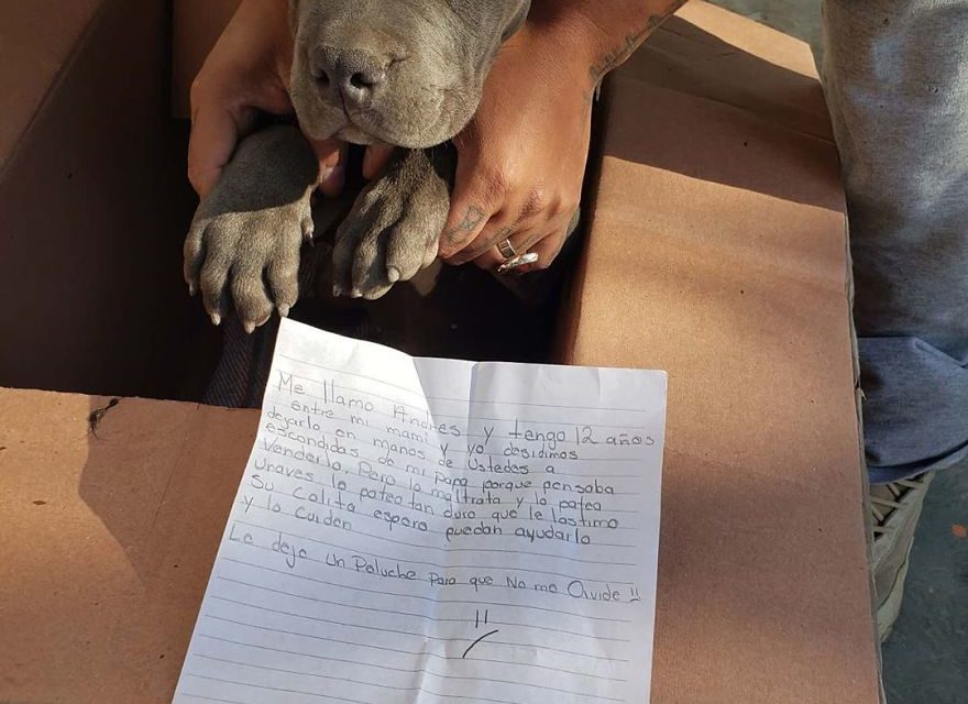 Baby Pit Bull Left Alone With a Heartbreaking Note