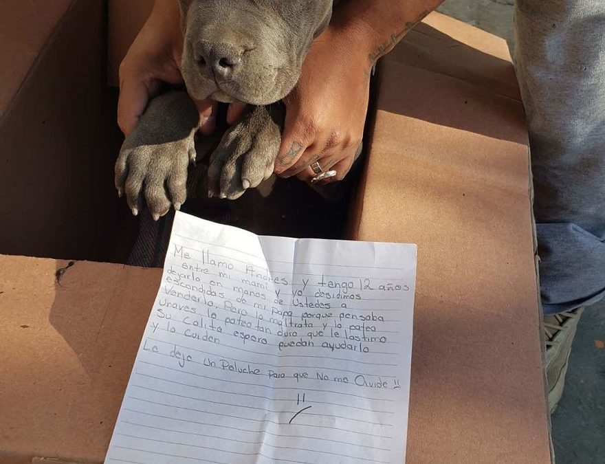 Baby Pit Bull Left Alone With a Heartbreaking Note