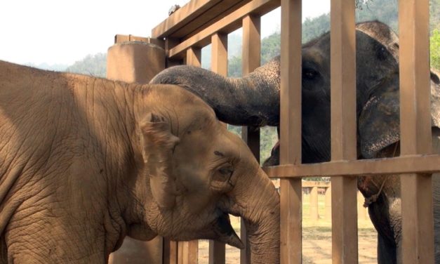 Blind Circus Elephant Finally Gets Its Happily Ever After