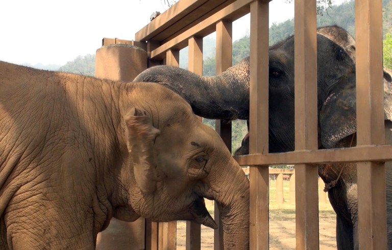 Blind Circus Elephant Finally Gets Its Happily Ever After