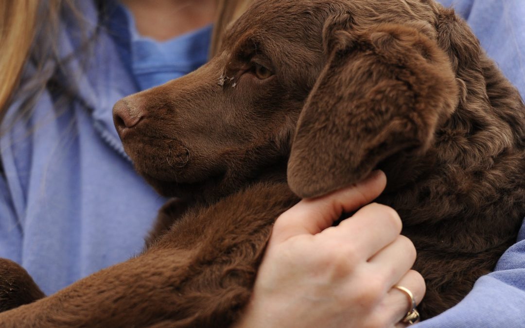 Retiver Puppy Swept Away by a Current Into The Ocean, Police Finds Him 2 Hours Later